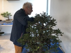 Atelier bonsaï  par Léo Di Mario (GINMOKU BONSAI)