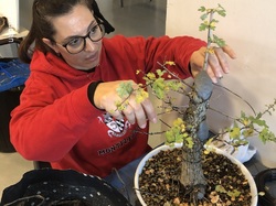 Atelier bonsaï  par Léo Di Mario (GINMOKU BONSAI)