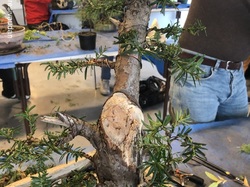 Atelier bonsaï  par Léo Di Mario (GINMOKU BONSAI)