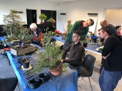 Atelier bonsaï  par Léo Di Mario (GINMOKU BONSAI)