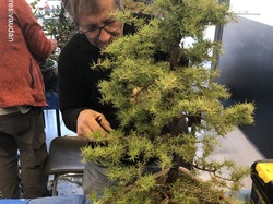 Atelier bonsaï  par Léo Di Mario (GINMOKU BONSAI)