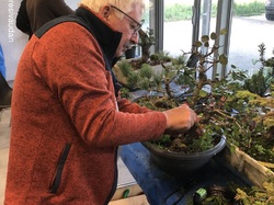 Atelier bonsaï  par Léo Di Mario (GINMOKU BONSAI)