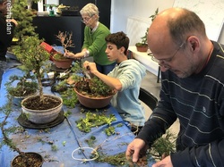 Atelier bonsaï  par Léo Di Mario (GINMOKU BONSAI)